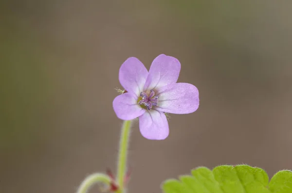 Geranio ver molle pequeño geranio rosa intenso con grandes hojas verdes — Foto de Stock