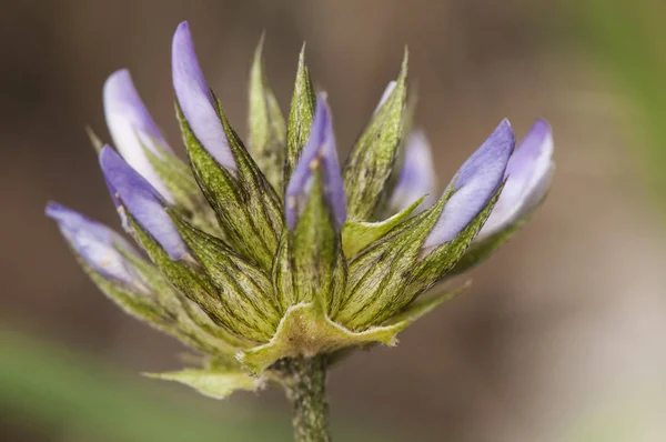 Bituminosa betuminária a ervilha árabe ou trevo lote planta com flores roxas e brancas com o cheiro de betume — Fotografia de Stock