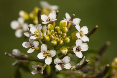 Rorippa nasturtium aquaticum büyük su teresi yeşil su teresi su teresi olarak bilinen güzel kümelenmiş beyaz çiçekler ile yenilebilir bir bitkidir