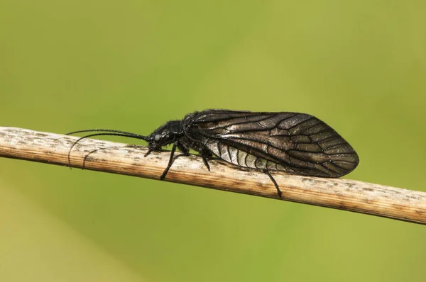 Sialis cf lutaria alderfly насекомое почти черной коричневой группы Megaloptera, сидящее в тростнике у ручья — стоковое фото