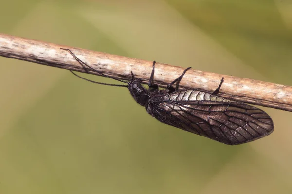 Sialis cf Lutaria вільха комаха майже чорно-коричневої групи Megaloptera, що просочилася на тростині струмком — стокове фото