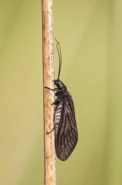 Sialis cf Lutaria вільха комаха майже чорно-коричневої групи Megaloptera, що просочилася на тростині струмком — стокове фото