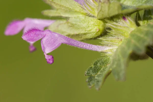 Lamium amplexicaule henbit ortiga muerta henbit común o mayor henbit delicadas flores rosadas profundas — Foto de Stock