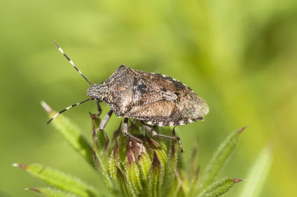 Туманность Rhaphigaster shadbug wank bug красиво выглядит мраморной — стоковое фото