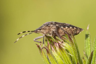 Rhaphigaster nebulosa benekli shieldbug koku hata güzel görünümlü mermer