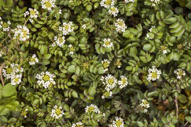 Rorippa nasturtium aquaticum büyük su teresi yeşil su teresi su teresi olarak bilinen güzel kümelenmiş beyaz çiçekler ile yenilebilir bir bitkidir
