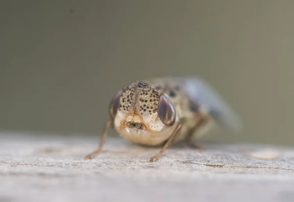 Oestrus Ovis fåren bot fly är en fluga som deponerar sina larver i näsan av däggdjur som getter och får och kan orsaka allvarliga skador — Stockfoto