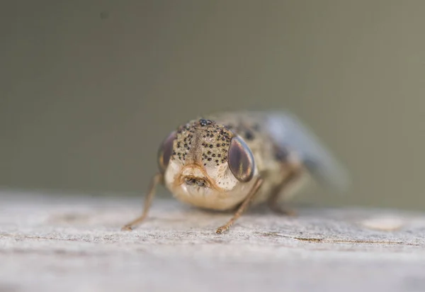 Oestrus ovis a mosca do bot da ovelha é uma mosca que deposita suas larvas no nariz de mamíferos como cabras e ovelhas e pode causar sérios danos — Fotografia de Stock