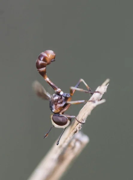 Physocephala s hustou hlavou moucha krásná malá moucha Conopidae rodiny, spící ráno na suchém rákosnímu — Stock fotografie