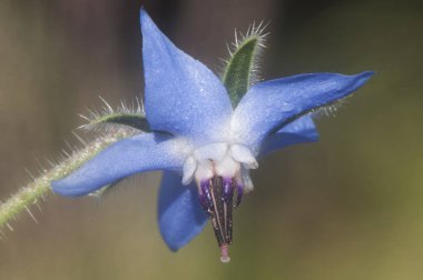 Borago officinalis Hodan Ortak hodan Cool tankard Tailwort bu ekili veya yabani yenilebilir bitkigüzel mavi çiçek