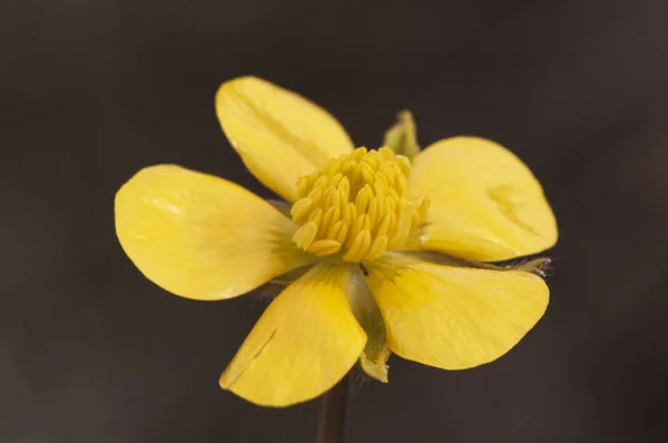 Especie Ranunculus, hermosa flor de color amarillo intenso — Foto de Stock