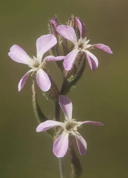 Endülüs'te erken bahar çayırlarında beyaz çiçek silene gallica ortak catchfly küçük çiçekli catchfly bol pembe — Stok fotoğraf