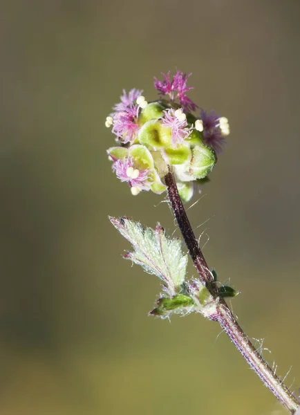 Sanguisorba Sorte rote Blüten auf einer grünen Ananas, wo sie auftauchen — Stockfoto