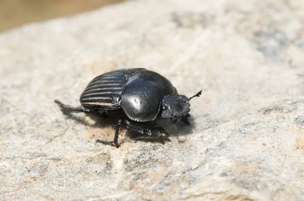 Scarabaeus laticollis trágya bogár táplálkozik, hogy a vadon élő és a háziasított trágya — Stock Fotó