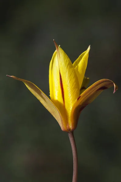 Tulipa sylvestris la tulipe sauvage ou tulipe des bois tulipe sauvage une petite mais belle fleur jaune aux nerfs rougeâtres — Photo