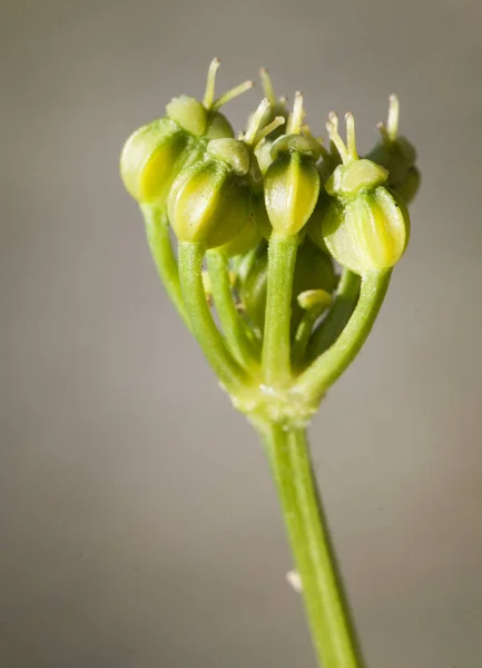 Smyrnium olusatrum Früchte dieser Pflanze wild und essbar Dolden — Stockfoto