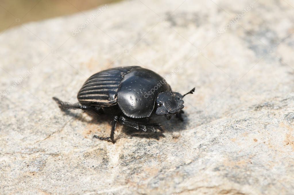 Scarabaeus laticollis dung beetle that feeds on wild and domestic animal manure