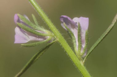 Misopates orontium gelincik's sout küçük çiçekli ejderha şeklinde soluk pembe
