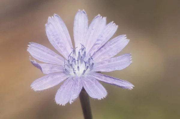 这种食用植物的菊花或简洁美丽而清澈的蓝色花用作咖啡替代品 — 图库照片