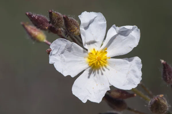 Halimium umbellatum kaya aile Cistaceae küçük ve güzel beyaz çiçek yükseldi — Stok fotoğraf