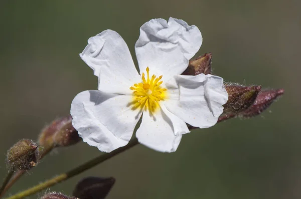 Halimium umbellatum rock rose flor blanca pequeña y hermosa de la familia Cistaceae — Foto de Stock