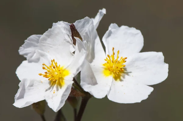 Halimium umbellatum rock rose flor blanca pequeña y hermosa de la familia Cistaceae — Foto de Stock