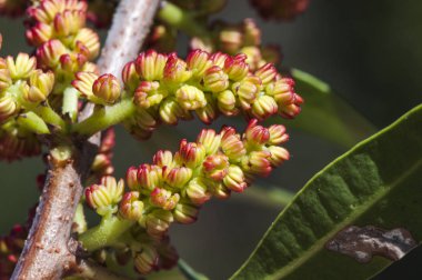 Pistacia terebinthus Terebinth Kıbrıs teretine cornicabra Akdeniz ağacı keçi boynuzu gibi görünen solungaçlar için isim