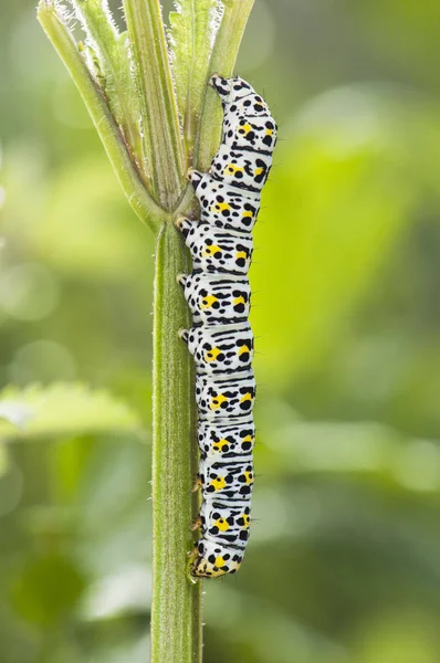 Verbascum veya Scrophularia gibi zehirli bitkilerle beslenen çarpıcı siyah sarı ve beyaz renklerin Cucullia tırtıl türleri — Stok fotoğraf