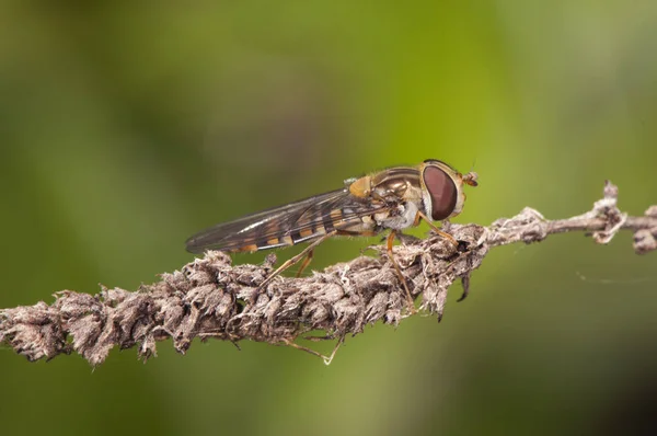 Episyrphus balteatus Syrphidae летают с видом осы или пчелы из семейства мух-ховерфей — стоковое фото