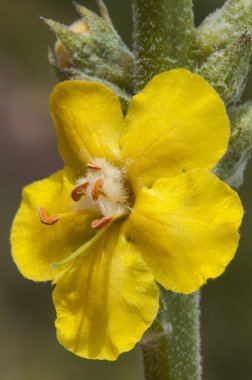 Verbascum cf giganteum mullein beyaz stamens ile güzel ve büyük sarı çiçekler ile orta ölçekli bitki