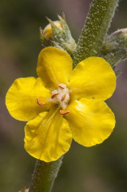 Verbascum cf giganteum mullein beyaz stamens ile güzel ve büyük sarı çiçekler ile orta ölçekli bitki