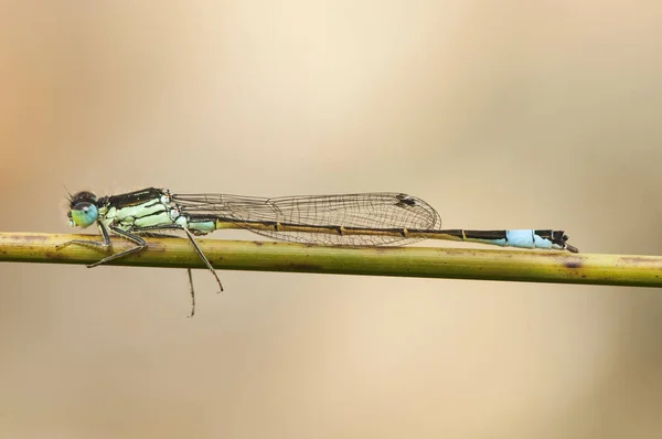 Ischnura graellsii Иберийский голубой хвост тонкий и изящный damselfly с серыми или оранжевыми синими тонами — стоковое фото