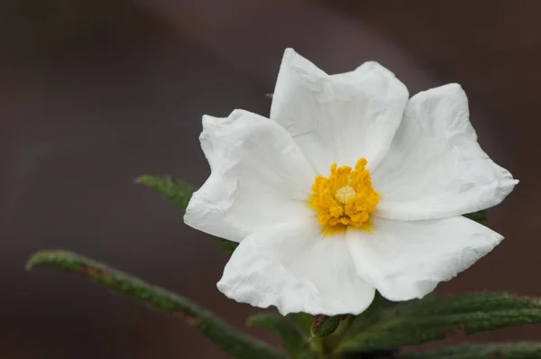 Cistus monspeliensis Montpellier Cistus mała Jara z kwiatami pięknego białego — Zdjęcie stockowe