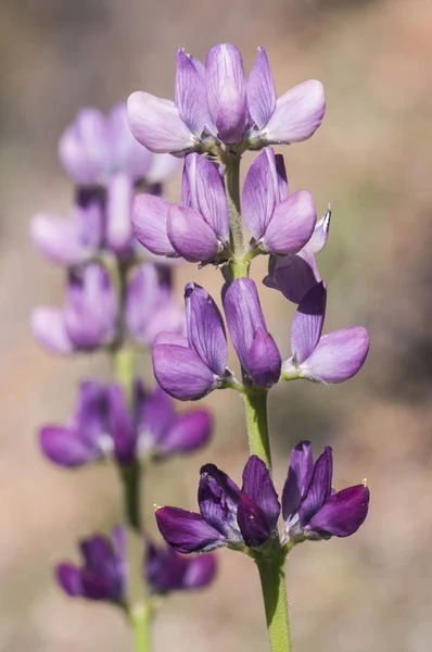 Lupinus hispanicus Lupino español Lupino salvaje de agradable color púrpura claro o blanco púrpura — Foto de Stock