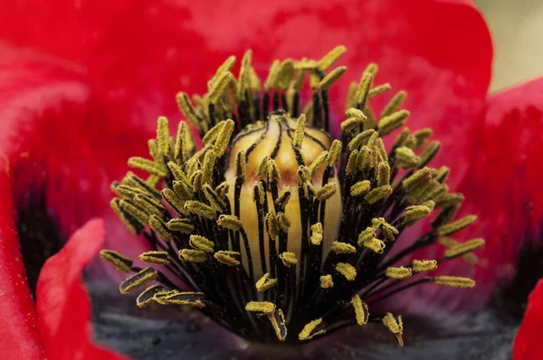 Papaver somniferum subs segetum l'opium ou le pavot à pain plante rouge sauvage rare en Andalousie — Photo