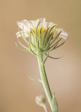 Tolpis cf barbata Avrupa şemsiye milkwort karanlık merkezi ile güzel sarı çiçek