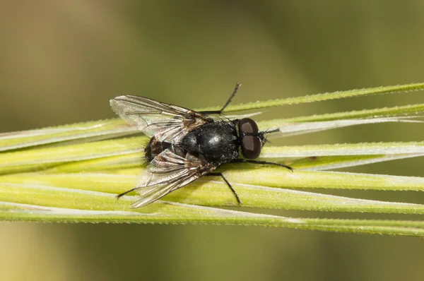 Fly perched on a green spike near a stream — Stock Photo, Image