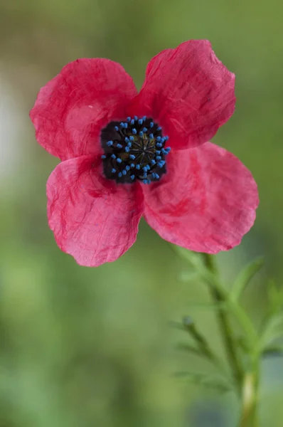 Roemeria hybrida malá máta z intenzivní purpurové červené barvy s fialovými modrými výplněními — Stock fotografie