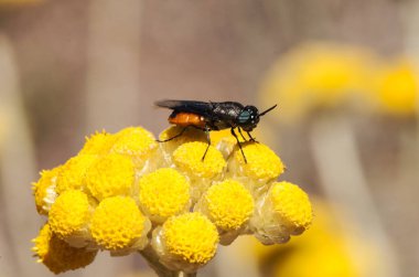 Helichrysum stoechas üzerinde beslenen çok tuhaf şekil ve turuncu renk Odontomyia flavissima inanılmaz sinek