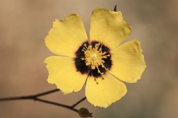 Halimium halimifolium hermosa planta arbustiva de flor amarilla con centro encarnado oscuro perteneciente a la familia Cistaceae — Foto de Stock