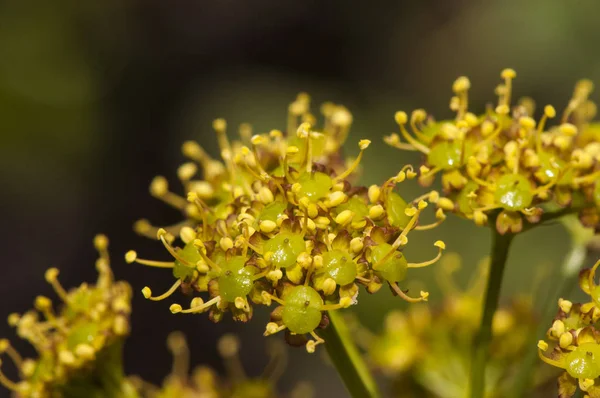 Elaeoselinum foetidum - обыкновенный умбеллифер в Сьерра-де-Уэльва с пумбреллами из красивых желтых цветков — стоковое фото
