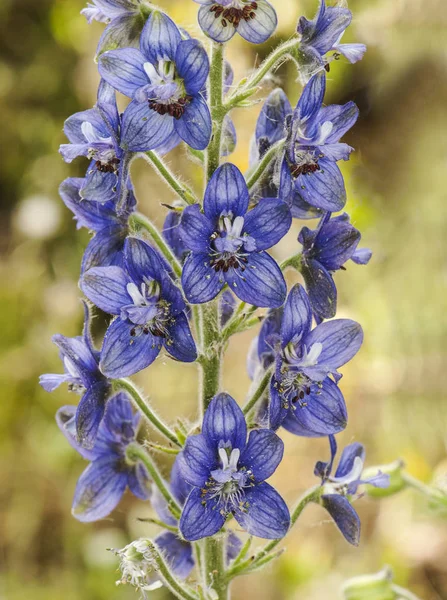 Delphinium staphisagria piojos-bane o stavesacre planta mediana con hermosas flores de color azul profundo — Foto de Stock