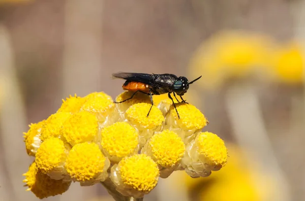 Odontomyia flavissima unglaubliche Fliege von sehr eigenartiger Form und orangefarbener Farbe, die sich von Helichrysum stoechas ernährt — Stockfoto
