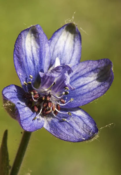 Delphinium staphisagria lice-bane tai stavesacre keskikokoinen kasvi kauniita syvän sinisiä kukkia — kuvapankkivalokuva