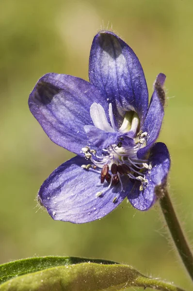 Delphinium staphisagria Lice-Bane lub Stavesacre średniej wielkości roślina z pięknymi głębokimi niebieskimi kwiatami — Zdjęcie stockowe