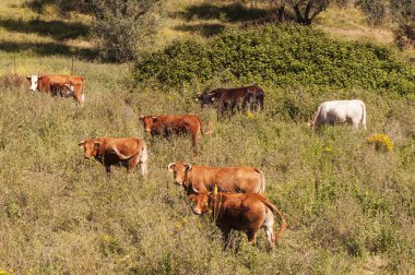 İlkbaharda otla dolu bir çayırda otlayan yerli inekler
