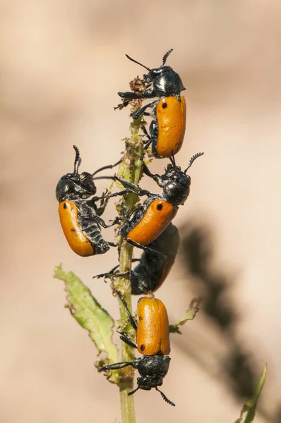 Gruppe von Chrysomelidae-Käfern, die eine Rumex-Pflanze neben einem Bach fressen — Stockfoto