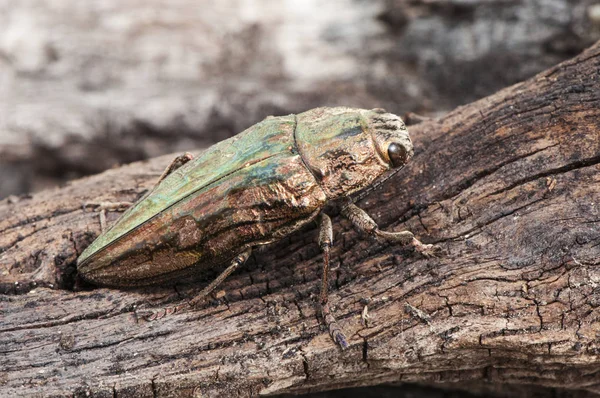 Calcofora mariana pino borer testa piatta scarabeo dall'aspetto metallico la cui larva divora pini morti e malati — Foto Stock