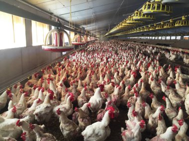 Tavuk ve horoz çiftliği broilers vermek için döllenmiş yumurta üretimine mukadder