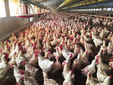 Farm of hens and roosters destined to the production of fertilized eggs to give broilers clipart